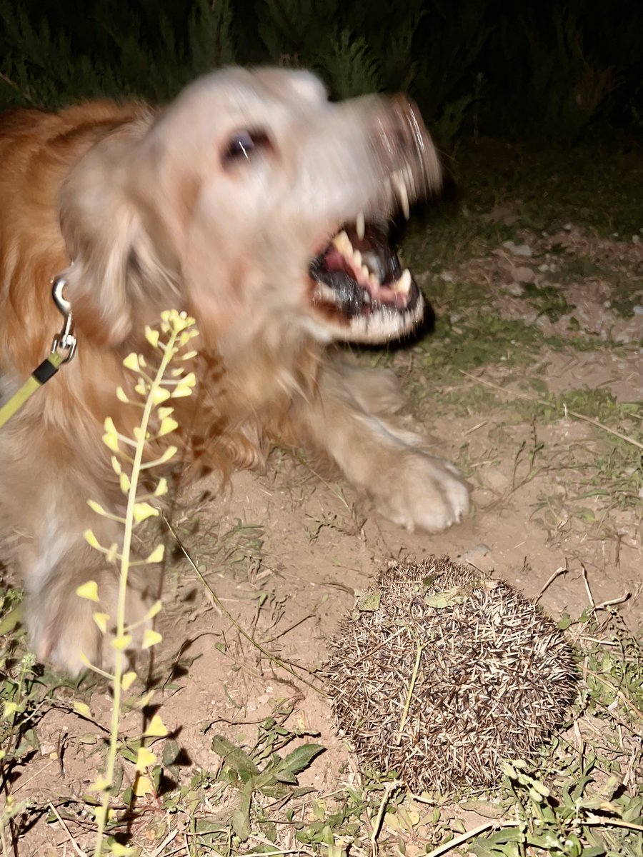 zlfflying's tweet photo. First big hedgehog of the year 🦔, great opening [gift] 🎉👏 25% of the year's tasks completed, bonus 🦴🍖🍗, happy and fulfilling day 🦁🦁🦁 🦁🦁 https://t.co/zzHlht53iD
