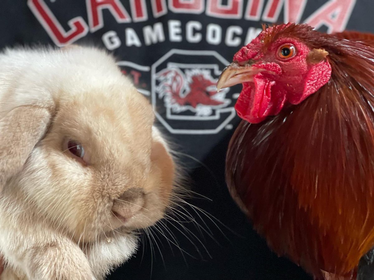 2001sirbigspur's tweet photo. Happy Easter Gamecocks!!! https://t.co/geaH44lGM1