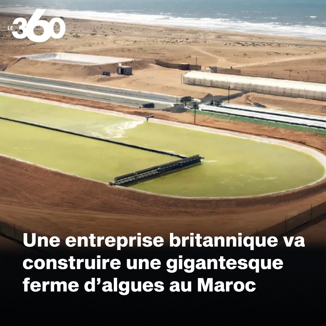 Le360fr's tweet photo. 🇲🇦🇬🇧| La start-up technologique britannique Brilliant Planet prévoit de construire dans le désert du Maroc, sur la côte Atlantique, une ferme d’algues de 30 hectares, l’une des plus grandes au monde, pour capturer et stocker le carbone de l’atmosphère.

🔗 https://t.co/jy0c4Casbf https://t.co/fkG5AMAvyB