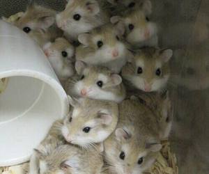 hamsterybot's tweet image.
