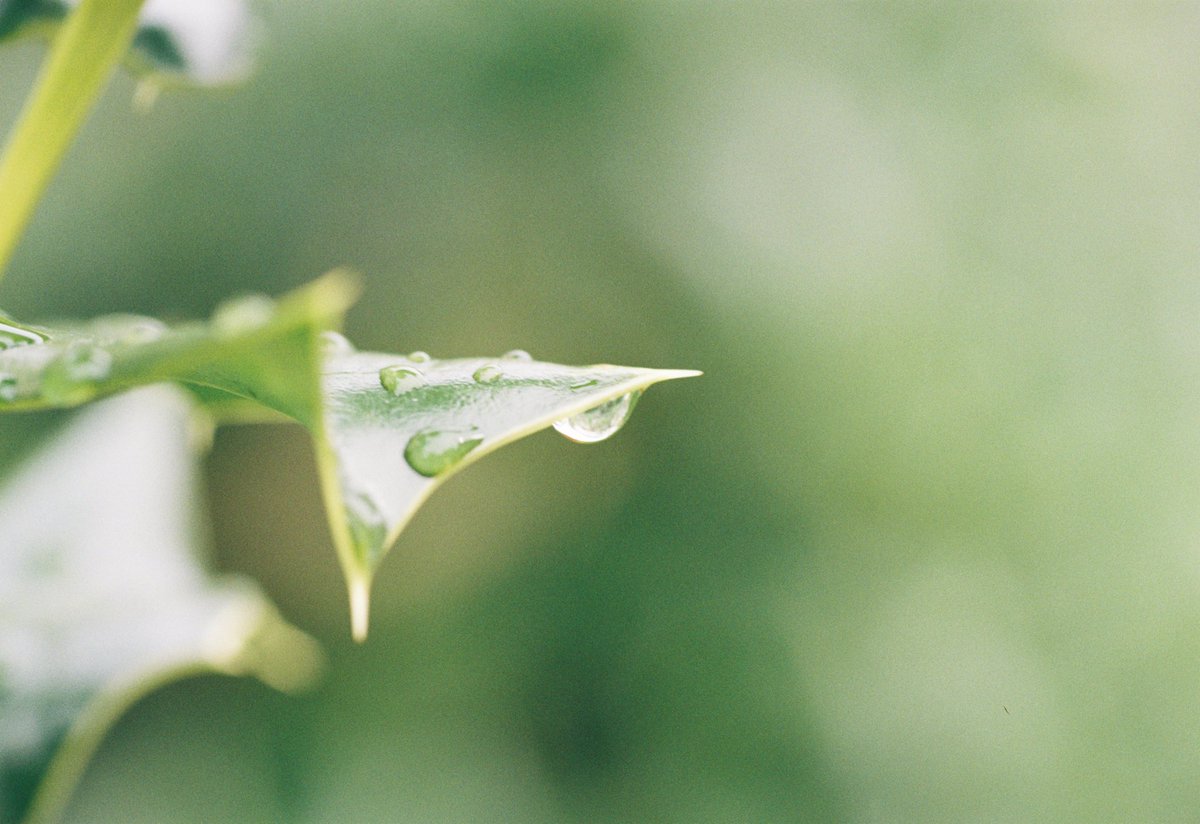 kyoto_suki's tweet photo. それでは皆さま、おやすみなさいませ(( _ _ ))..zzzZZ
ヤバイ、在庫がない
#CONTAXRTS or #Contax137 #Kodakcolorplus200 #カメスズ #オールドレンズ倶楽部 #film https://t.co/UeSmpuhd91
