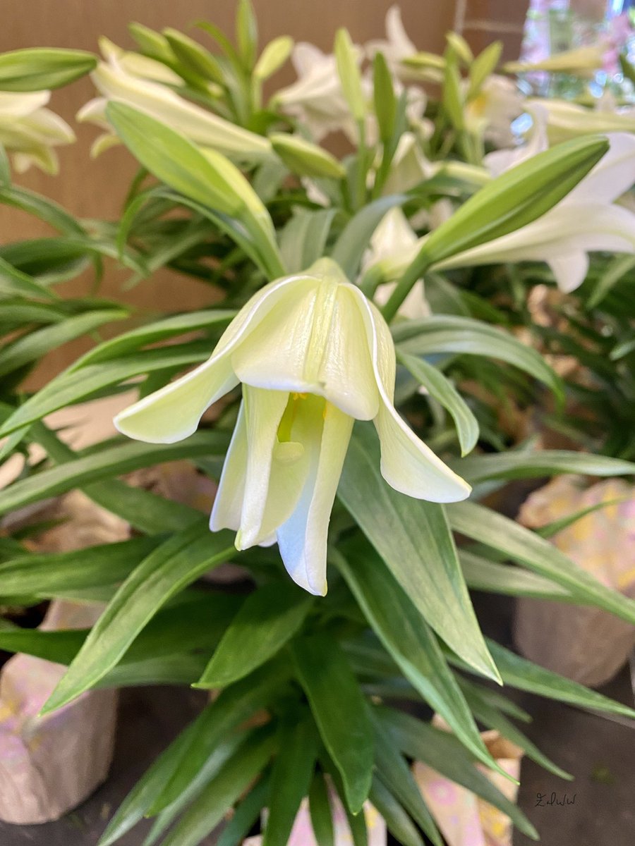 Esteemedhelga's tweet photo. #EasterLily #lily #esteemdhelga #edww https://t.co/djzeyXxwzO