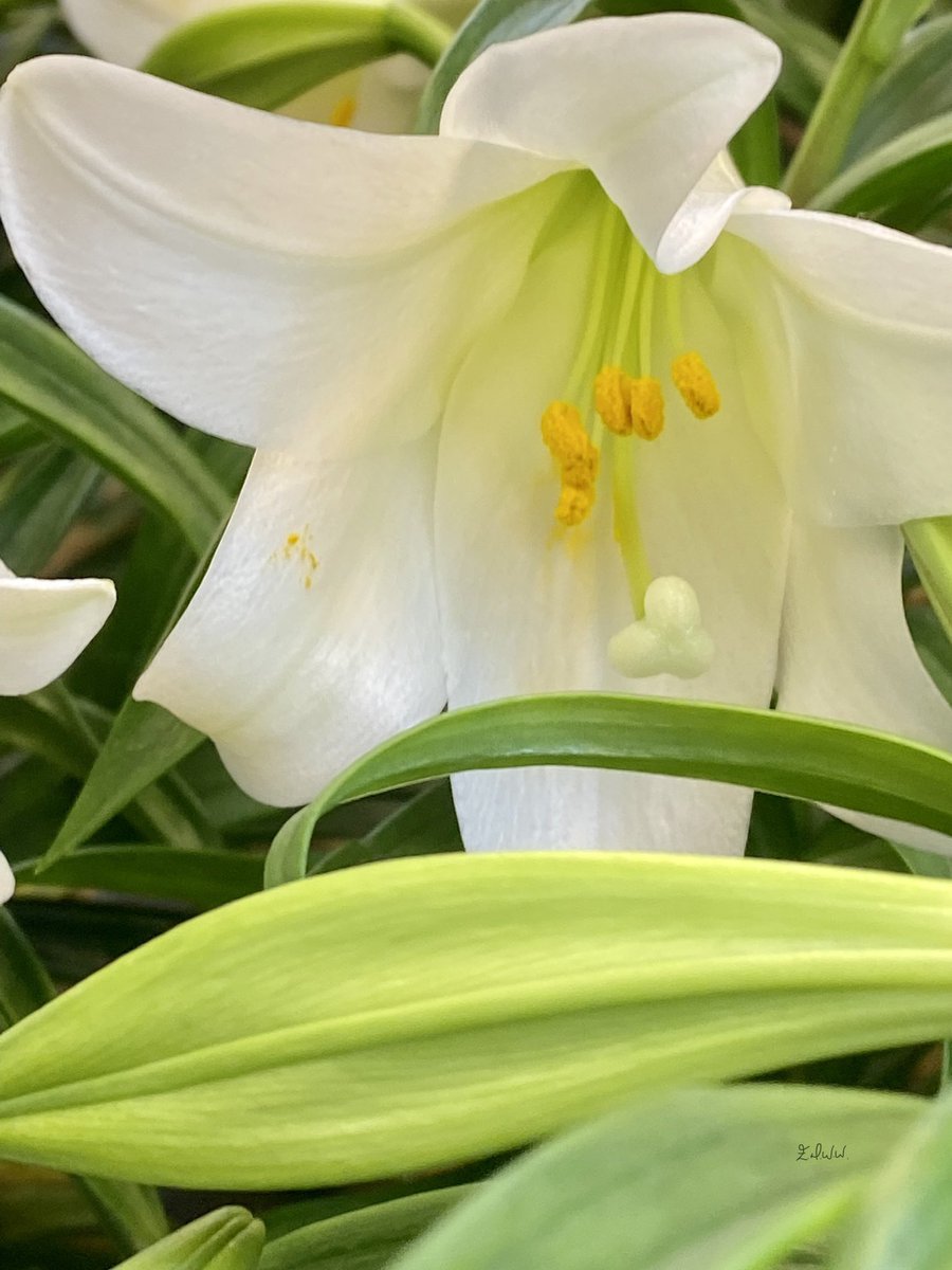 Esteemedhelga's tweet photo. #EasterLily #lily #esteemdhelga #edww https://t.co/djzeyXxwzO