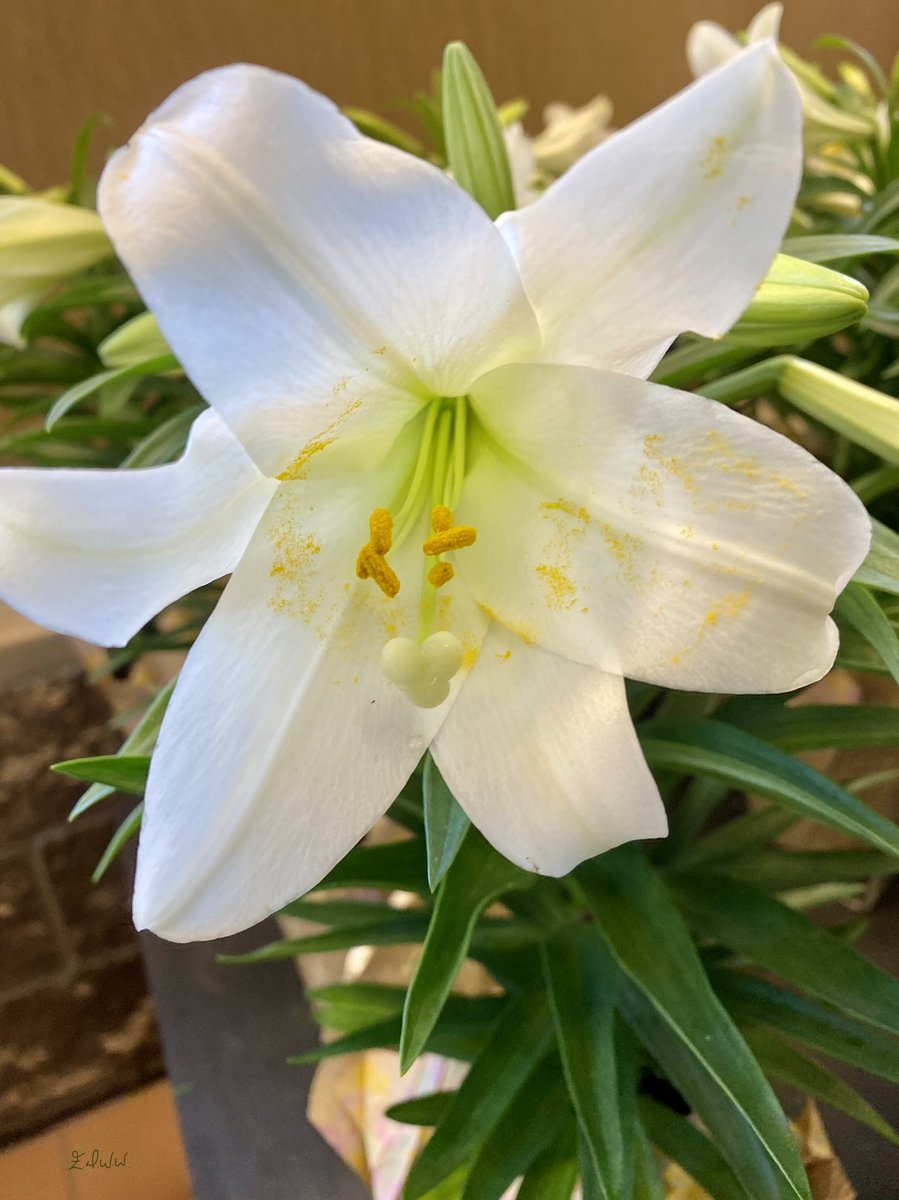 Esteemedhelga's tweet photo. #EasterLily #lily #esteemdhelga #edww https://t.co/djzeyXxwzO