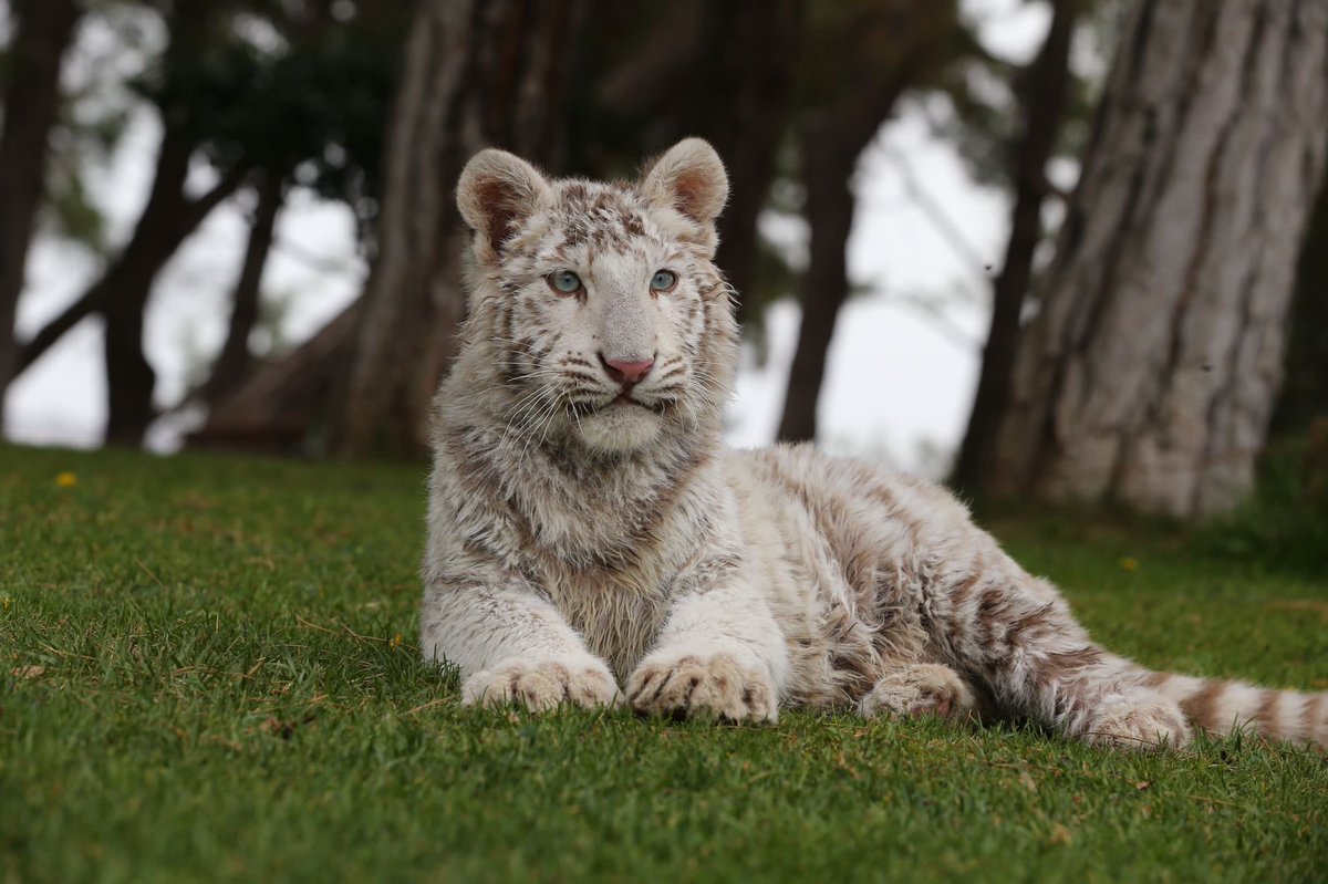 Birkaç gün önce İstanbul’da bir villada bulunan nadir türlerden beyaz yavru Bengal kaplanının Gaziantep’e gelme ihtimali aklıma gelmişti. Başımıza da geldi🙂

O artık Gaziantep Doğal Hayatı Koruma ve Hayvanat Bahçemizin yeni üyesi 🐯 

Bu sevimli miniği ellerimle besledim bugün.