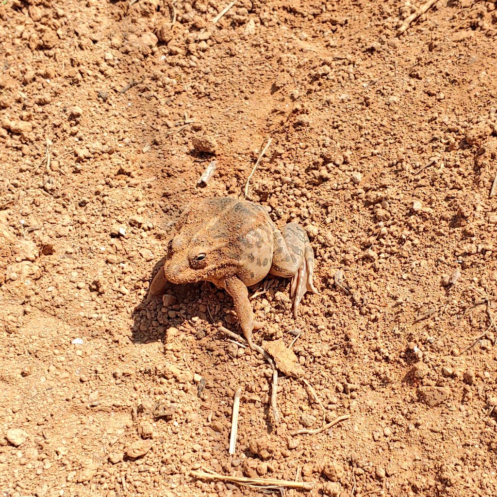 텃밭 초보에게 첫 시련. 
장갑끼고 손으로 땅파고 있는데 님이 왜 튀어나와요.. 내 꾸에에엑 소리가 온 동네에 울려퍼짐.