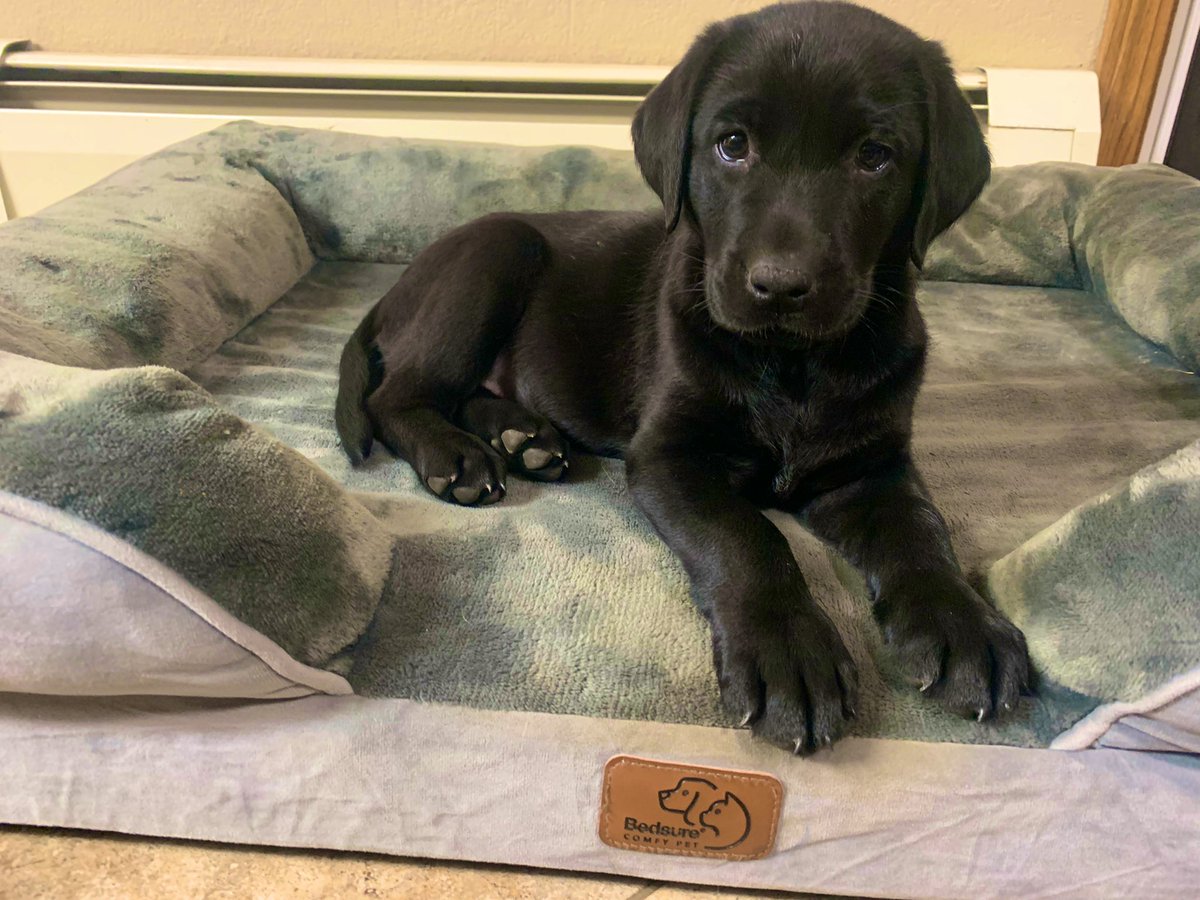 cade_corn's tweet photo. 2 (other) dogs and an 18 month old just wasn’t enough chaos for Haley and I. Everyone meet Blair. She plans on retrieving birds for me out at @HalversonHunts https://t.co/LbMH1nRNkG
