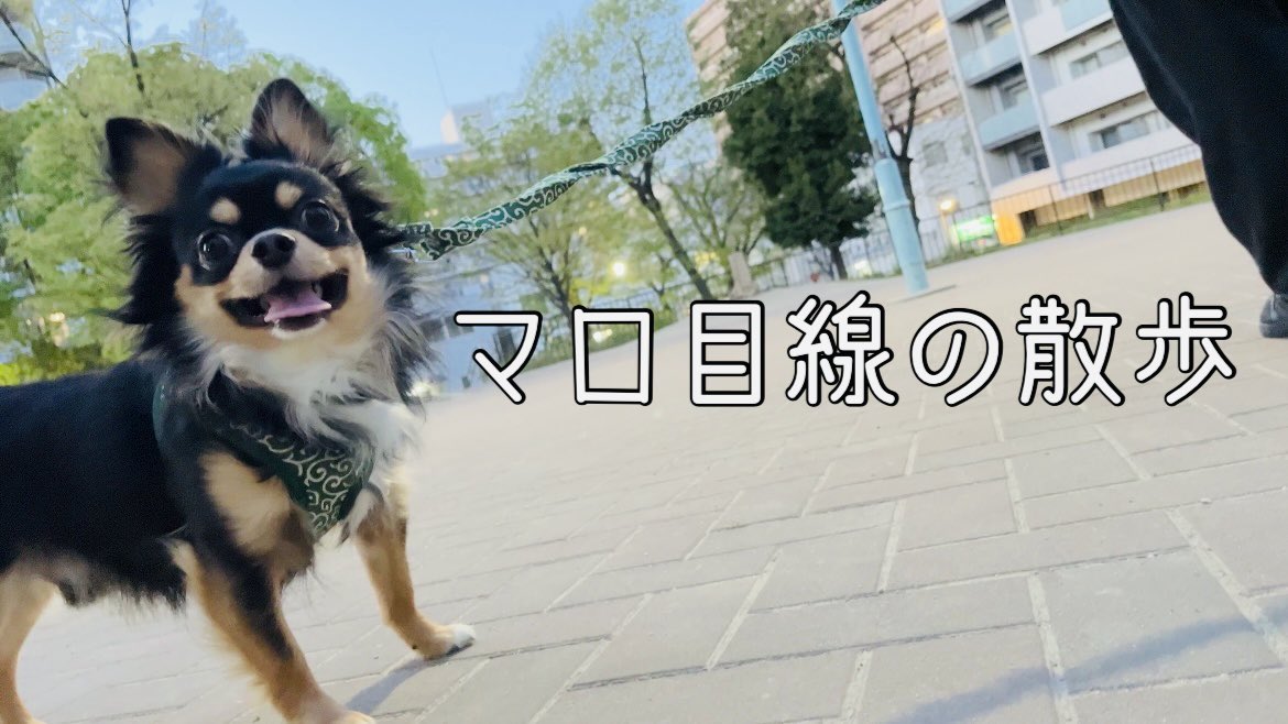 maromaro_11_7's tweet photo. 愛犬と同じ目線で散歩したら
腰爆発しました…😭

https://t.co/zg1Fa9SA2b

#チワワ #犬好きさんと繋がりたい https://t.co/2hQa747Ndt