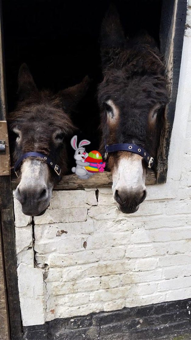 AVCP_Stables's tweet photo. Happy Easter everyone!
#Easter #horse #horses #avcp #alkham #alkhamvalley #donkey #cute https://t.co/YNDrM5sS7J