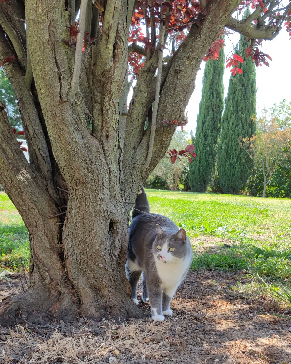 pitichat_milo's tweet photo. Coucou les copains, que comme voissi jo suis en vacances chez papy et mamie alors le midi j'ai le droit à la liberté 🤩 https://t.co/CoVUJJVR4q