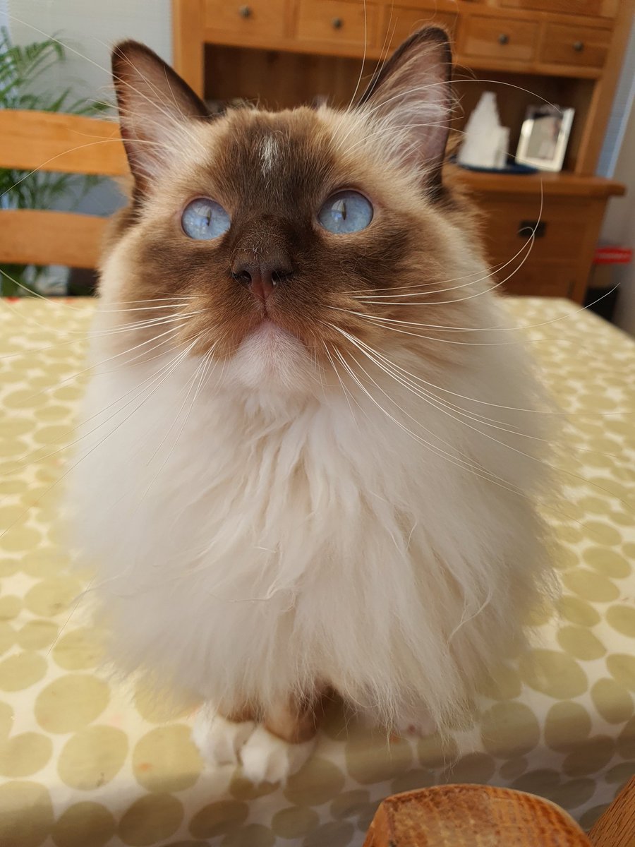 CloverRagdoll's tweet photo. I spy a birdie... #CatsOfTwitter #RagdollCats https://t.co/ZjEkvAWpi7