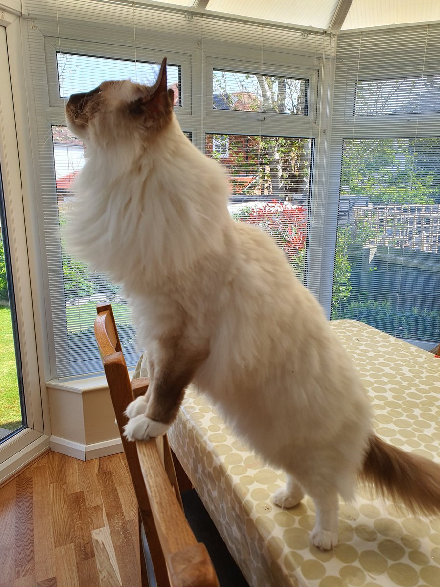 CloverRagdoll's tweet photo. I spy a birdie... #CatsOfTwitter #RagdollCats https://t.co/ZjEkvAWpi7