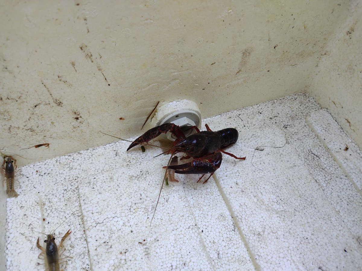 jpablocorreap's tweet photo. Hoy en @elespectador les contamos una situación que tiene preocupados a expertos en el país. Es sobre el cangrejo rojo americano (Procambaurs clarkii). Esta especie, aunque aún no la declaran invasora, ya llegó a las alcantarillas de Bogotá, según dicen los expertos. 1/6 https://t.co/fK22LqrpTh