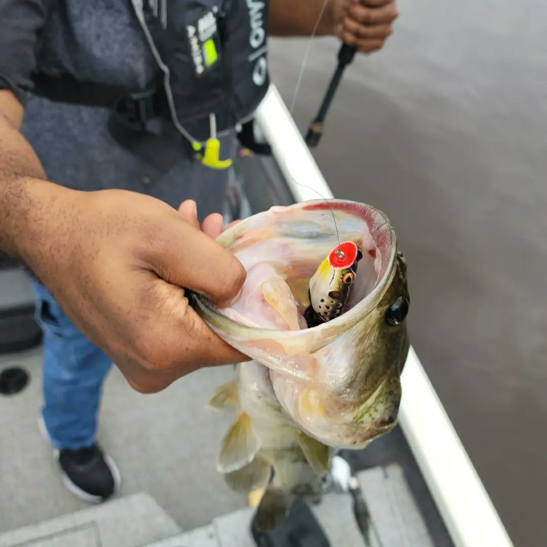 Stepffon's tweet image. The simple things in life!  Feels good to be away from Iraq!
#Bassfishing #topwater