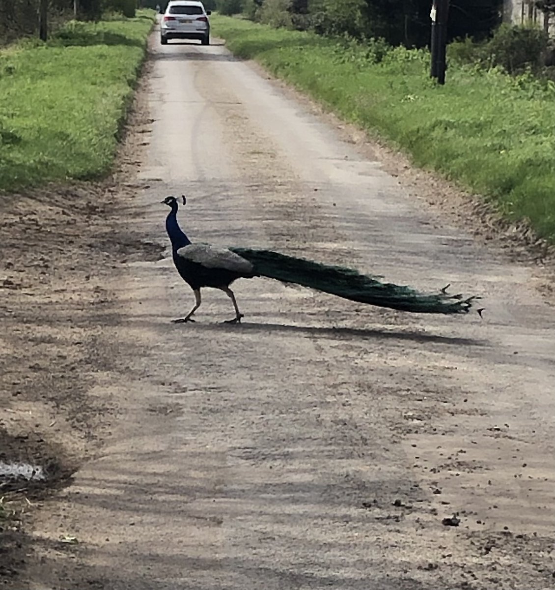 gswtour's tweet photo. That’s not the kind of thing you see everyday! https://t.co/1kg4mwCPPC