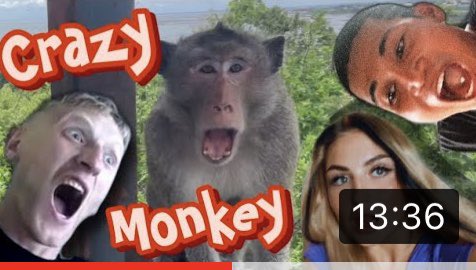 Vika_polus's tweet photo. https://t.co/L9FBMbr7lx #crazymonkey #chonburi https://t.co/nPRoSIVUiu