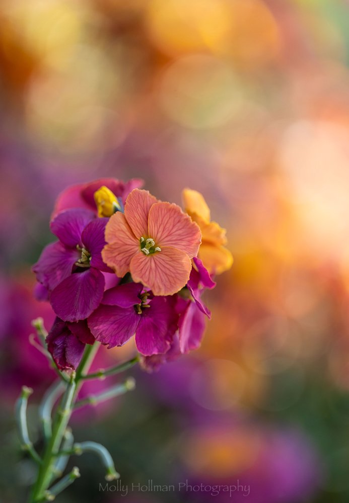 HollmanMolly's tweet photo. Wallflowers are one of my favourite spring flowers and their smell takes me back to my childhood. I photographed this gorgeous variety just this morning - Happy Easter everyone! #wallflower #erysimum #rhsphotocomp https://t.co/4nlSLMCrcm