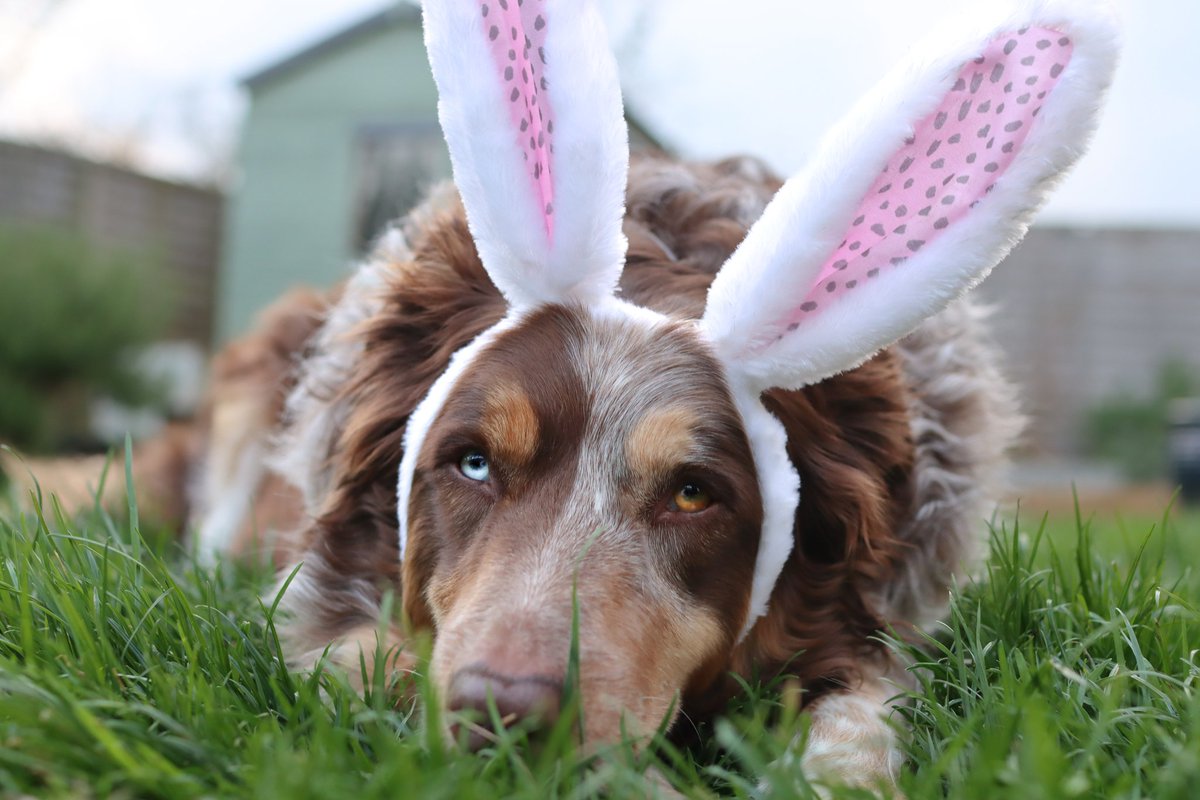 Chester & Crumble tweet media