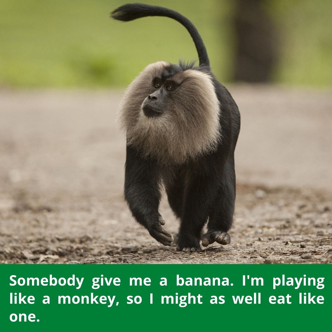PoshuPakhi's tweet photo. Somebody give me a banana. I'm playing like a monkey, so I might as well eat like one.
Follow @PoshuPakhi 
#monkey #banana #animals #wildlife #wildlifemoneky #bananabread #monkeytail #wildanimals #beautyanimals #mankeybaby https://t.co/HXLsP8qa9N