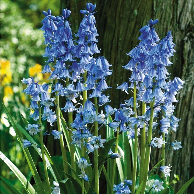 freesia tweet media
