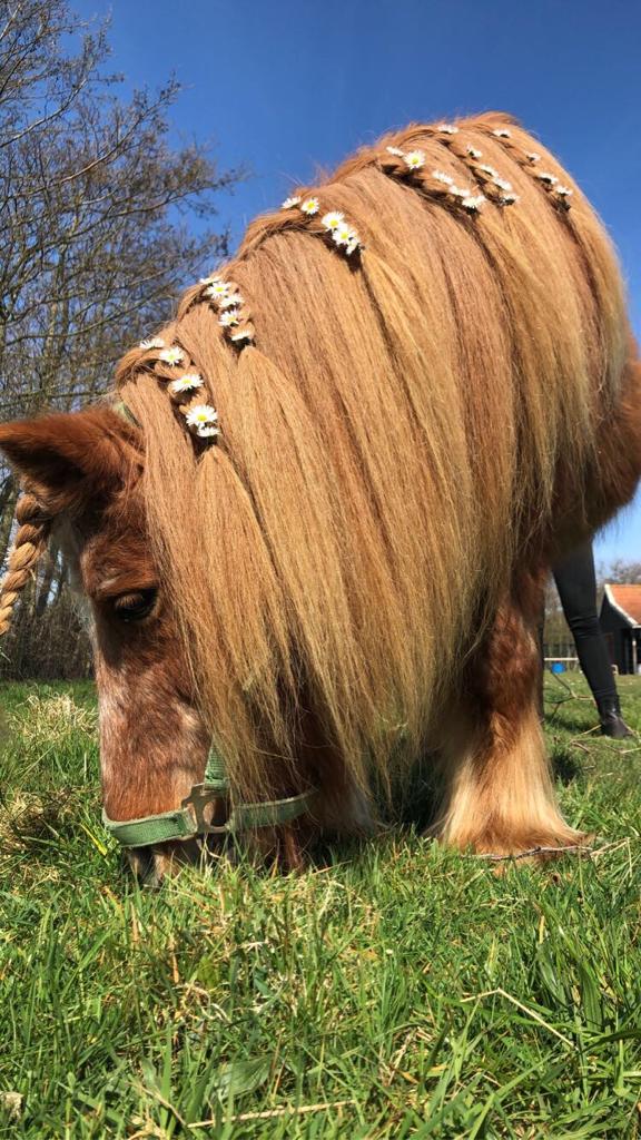 DePrairiePonys's tweet photo. Prairiepony Mieke op haar Paasbest. 💛
#wandelpony #Shetlander #kinderen #Terschelling https://t.co/0nzwfNQQ7G