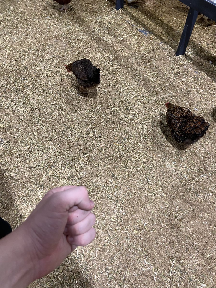 AntiChickenSoc's tweet photo. My enemy https://t.co/JUTNhABV8o