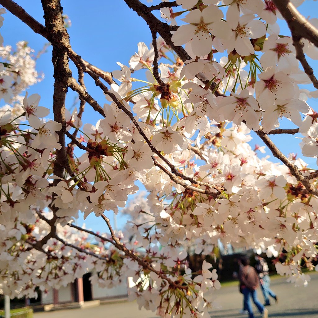 min9yu_5's tweet image. 🌸🌸#MinGYUMakeMySpring 🌸🌸