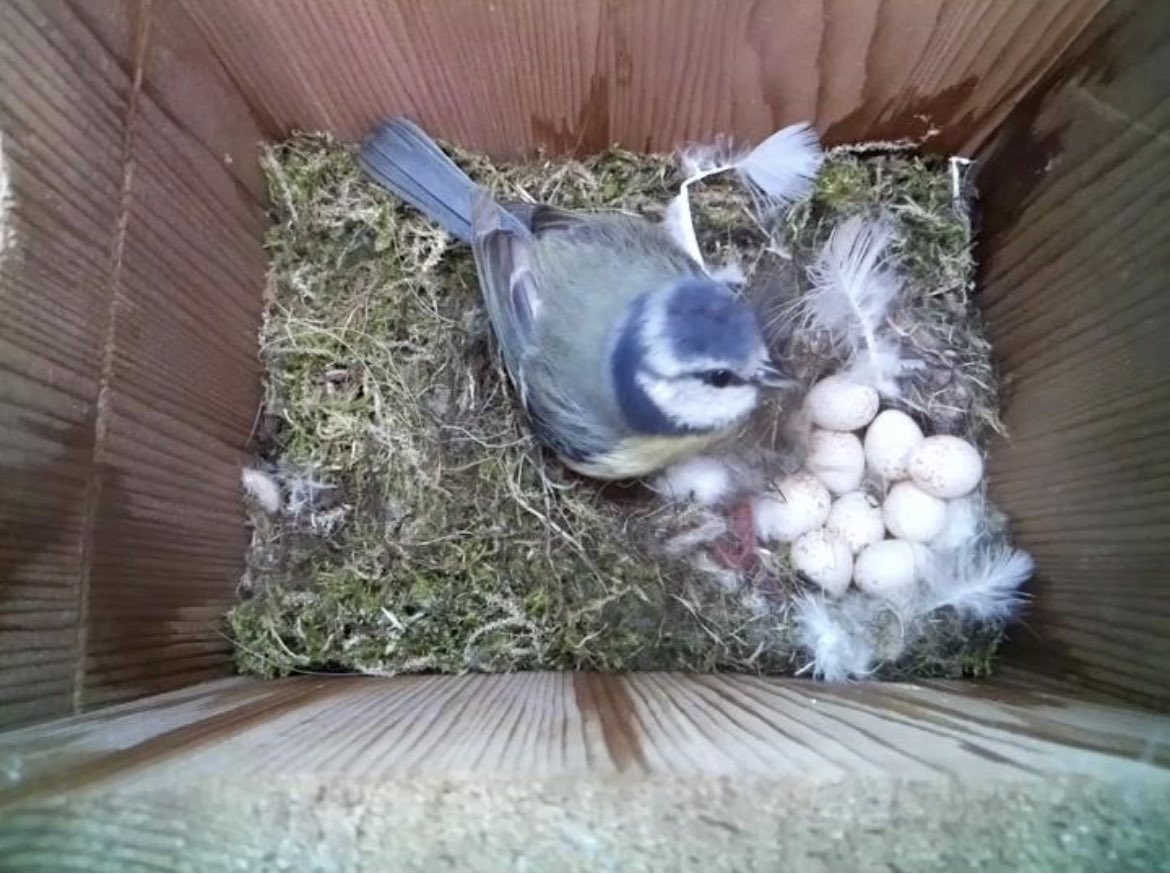 9 eggs in our nest box this morning. Will there be a 10th tomorrow? #birdbox #nestbox #wildlifecamera