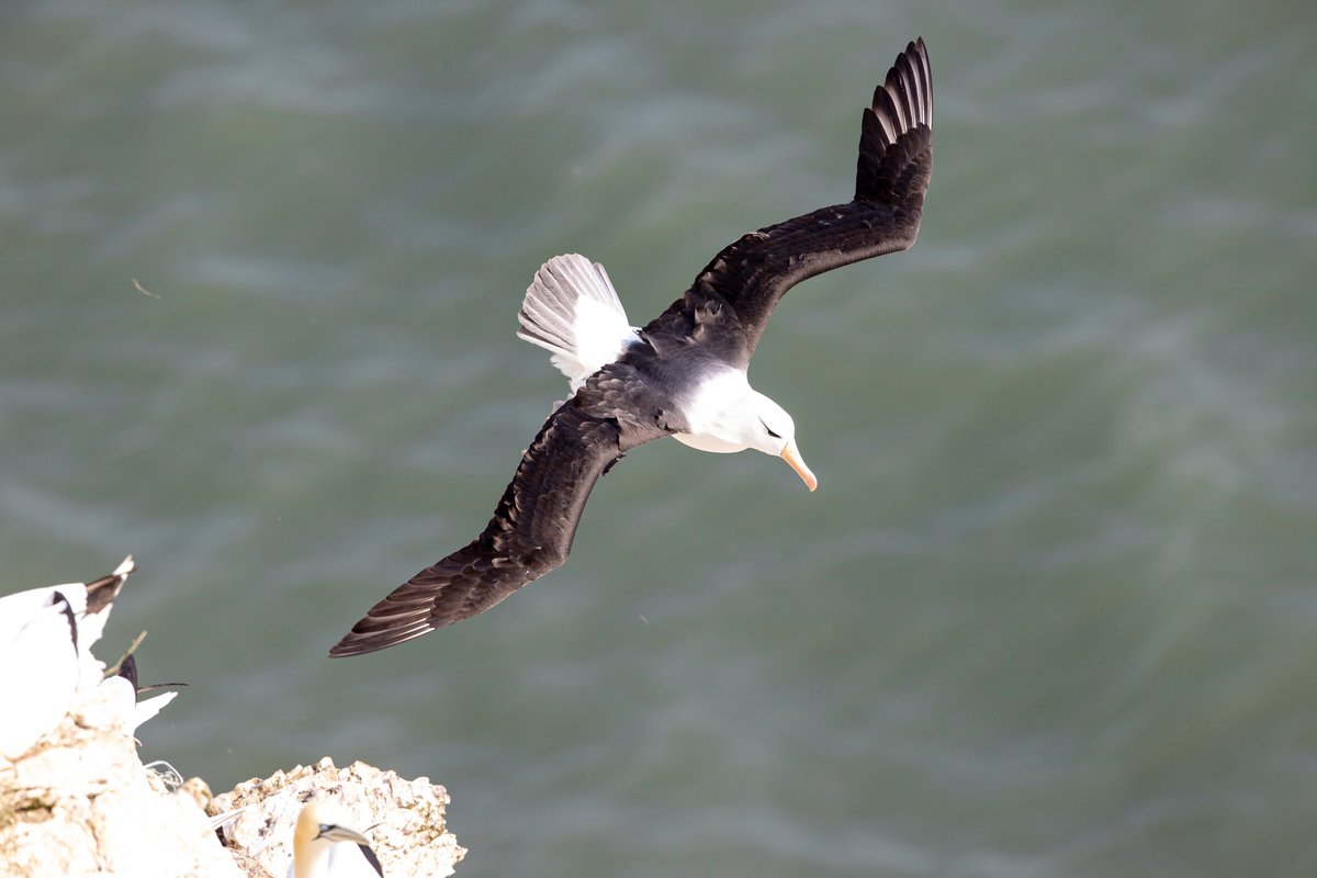 Black-browed Albatross 16 April 2022 at RSPB Bempton Cliffs. Absolutely stunning <a href="/PhilipMillns/">Philip Millns</a> <a href="/Bempton_Cliffs/">RSPB Bempton Cliffs</a> <a href="/RareBirdAlertUK/">RareBirdAlertUK</a> #birdphotography