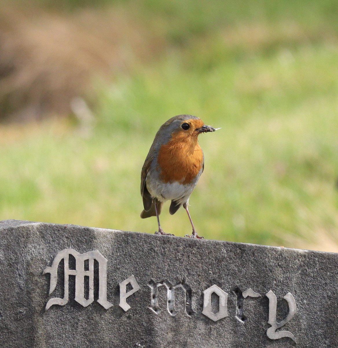 BrookeBecoming's tweet photo. Robin, a messenger of passed loved ones, perched upon a grave. Cropped to give privacy to the residents.

#birdphotography #TwitterNatureCommunity #photographer https://t.co/eq8bMqDh5t
