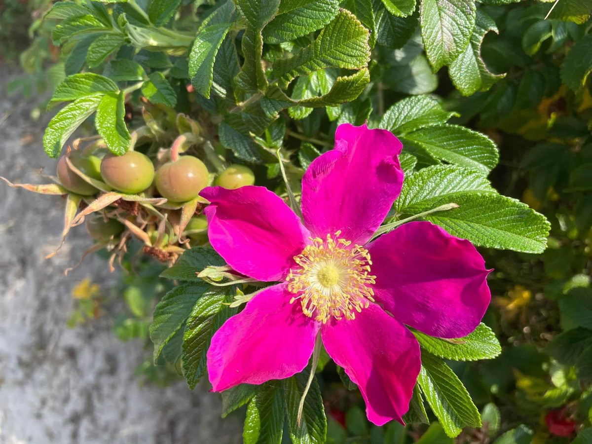 Das Lebem bezwingt den Tod, auch wenn der Boden sandig und die Luft windig ist. Lumen Christi. Deo Gratias. Gesegnete Ostern mit der Hoffnung auf Frieden in der Welt. #Ostern #frieden