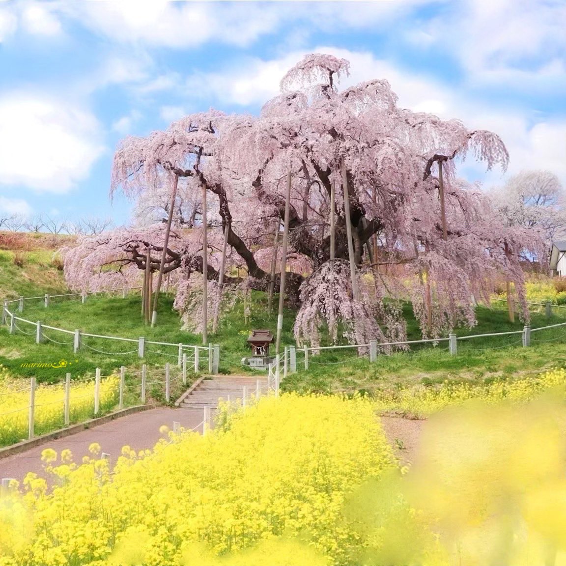 daiちゃん🌼🍀⁎⋆ ✧¨̮のんびり心地良く𓂃𓈒(ฅ´◡`⑅)ˢᵐⁱᒻᵉ🍀🌼 tweet media