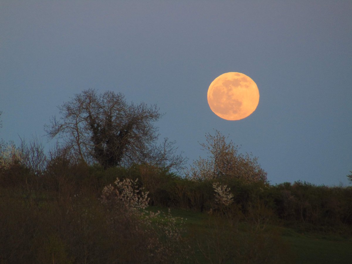 orageardennais's tweet photo. Lever de la lune rose 🥀 (Ardennes). #Lune #lunerose https://t.co/Ul45BDWFgn