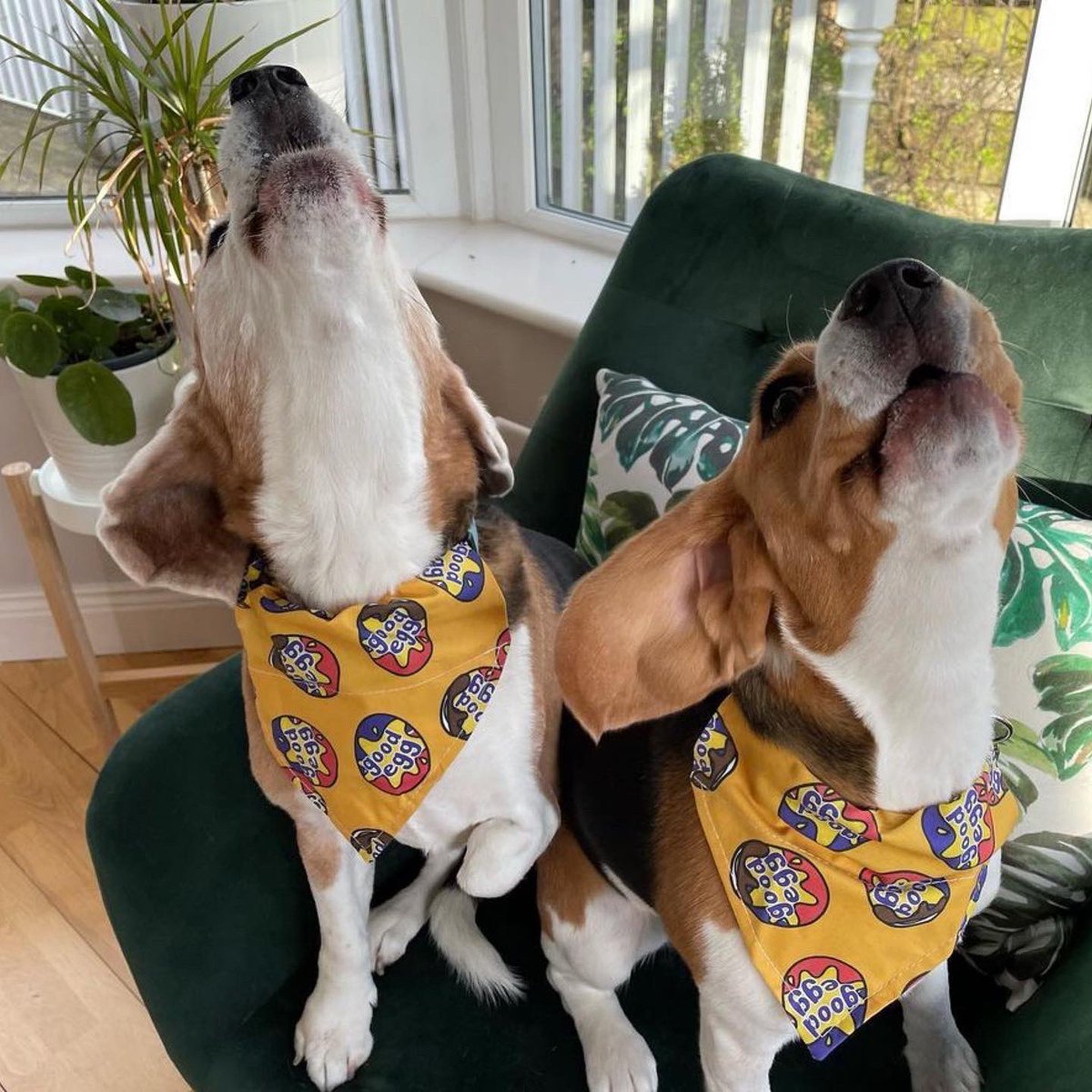 JoeBandito2005's tweet photo. Happy Easter from Joe Bandito 🐣 

Here’s to all the good eggs 🐶 ❤️ 

https://t.co/7jopdNIVUw https://t.co/NkZ2s2BfWE