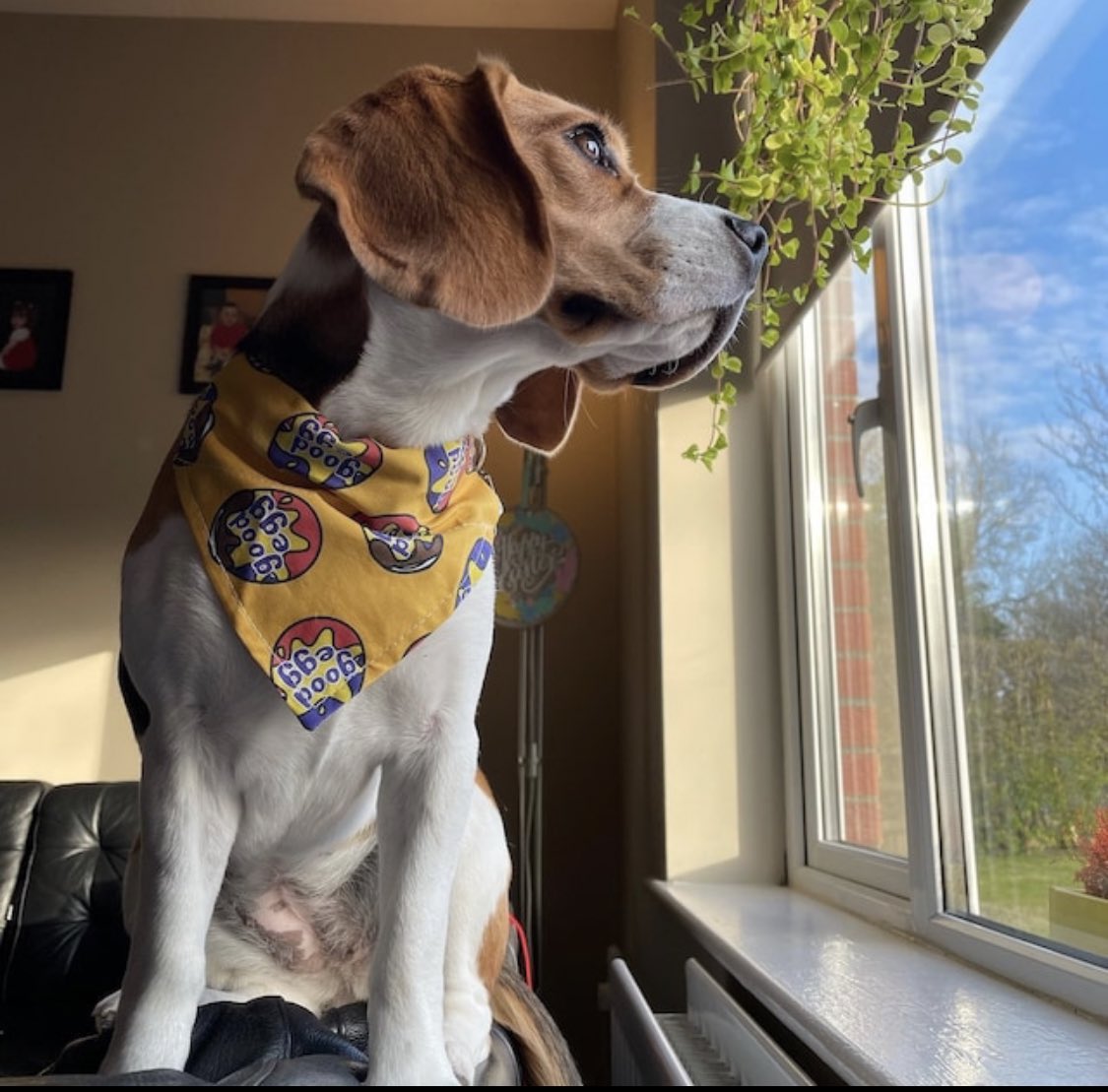 JoeBandito2005's tweet photo. Happy Easter from Joe Bandito 🐣 

Here’s to all the good eggs 🐶 ❤️ 

https://t.co/7jopdNIVUw https://t.co/NkZ2s2BfWE