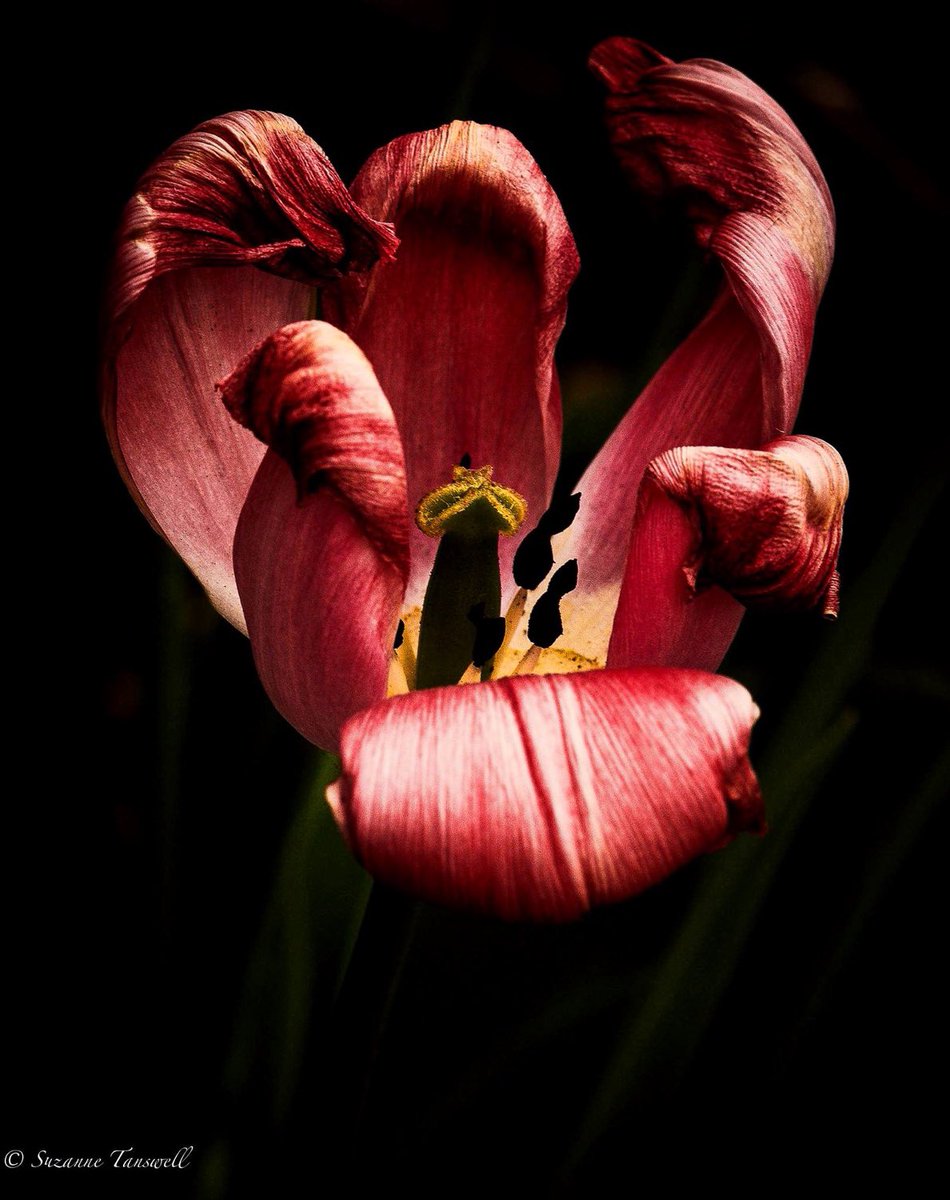 wassila's tweet photo. Beauty with the Last Gasp!
#tulipa #dyingtulips #tulip #lastgasp #brokentulips #tulips #tulipes #tulipes🌷 #spring #flowers #garden #gardening #tulipsofholland #lillaceae #plantae #plants #nature #macrophotography #macroshoot #macroplants #nikonphotography https://t.co/RsqoSakorH