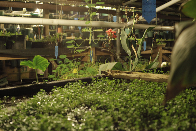 EcoSnippets's tweet photo. How To Make A Profit From Your Own Aquaponics Operation... - https://t.co/FH2qS90ugM https://t.co/Srg3wkVX38
