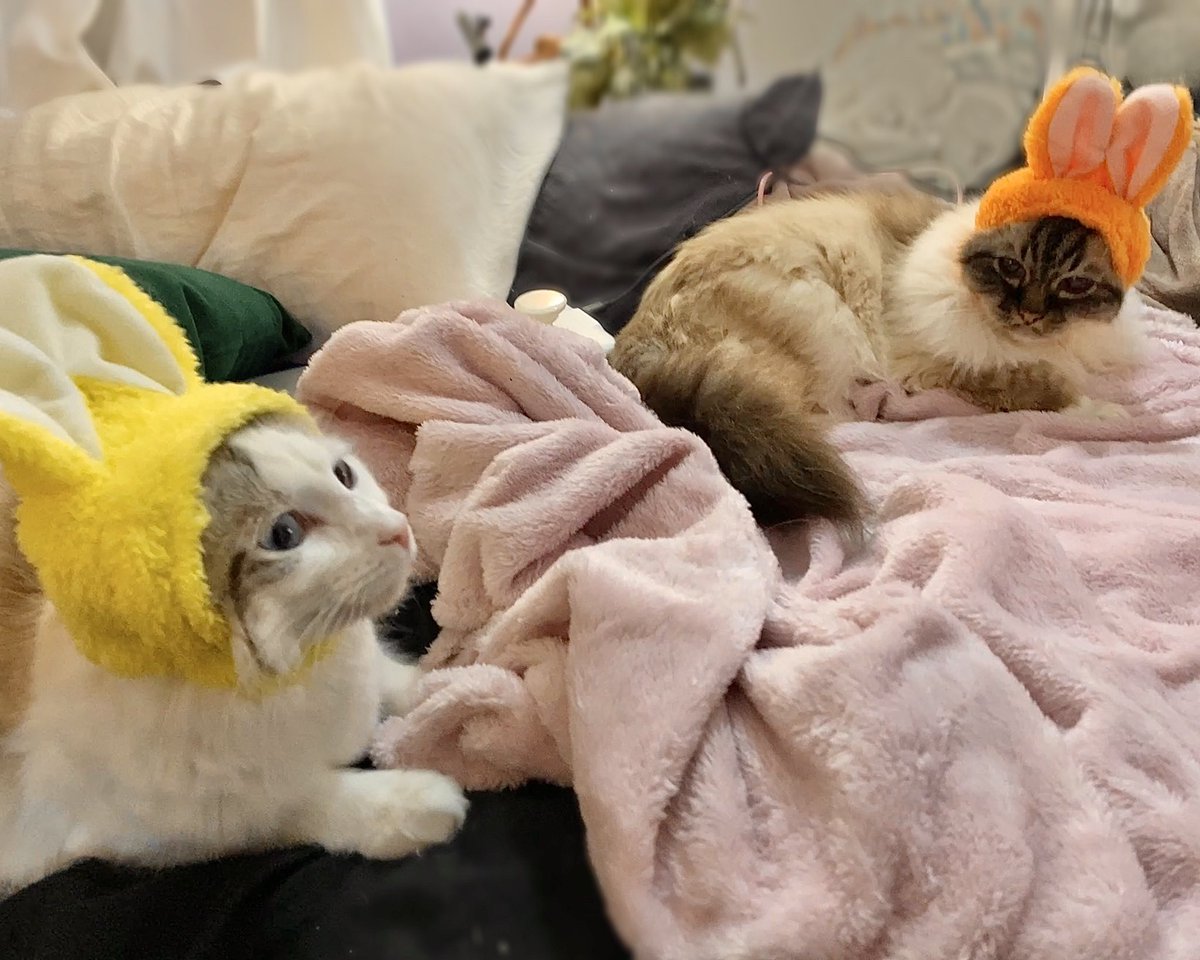 PrimcessPamcake's tweet photo. Easter Wish’s from, the genuine Easter Bunny’s 💛🧡 https://t.co/3tCX3LKeWY