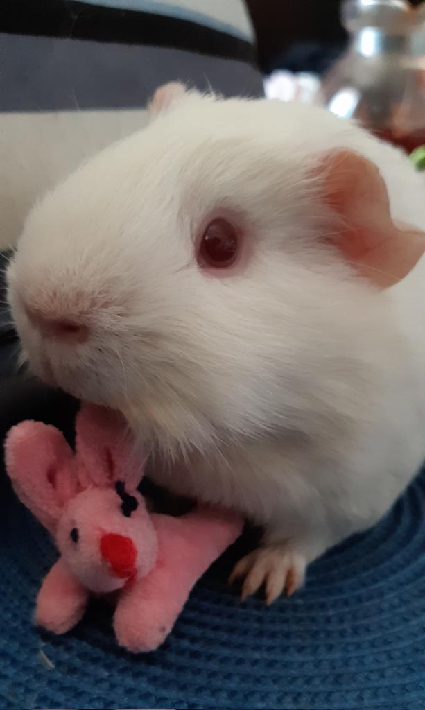 Dasha94954608's tweet photo. ..se zajdou🐰🐹 si užíváme Boží hod🍀🌱🌿je nám fajn🐹o tom žádná💟🙏
#MyNameIsKešu
#Cashew
#Easter
#BunnyFriend
#Sunday https://t.co/ooGCEt3aMH
