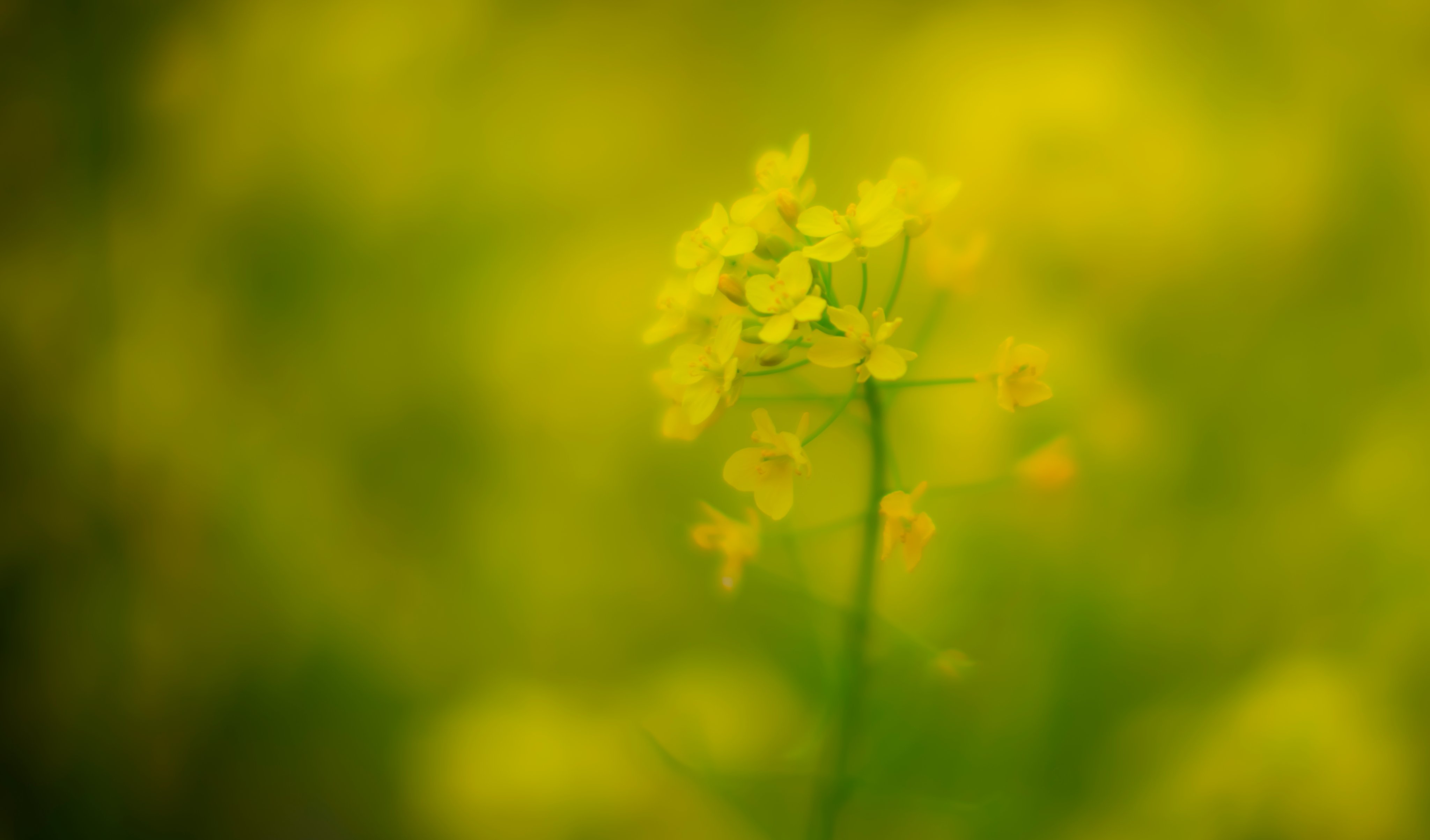 ドリーム21 今日は満月 この季節の俳句として与謝蕪村の有名な句があります 菜の花や 月は東に 日は西に 菜の花の咲くころ 日の入り時その日が満月だと見事にこのような風景を見ることができます 与謝蕪村は神戸の摩耶山でこの句を詠んだと言われ
