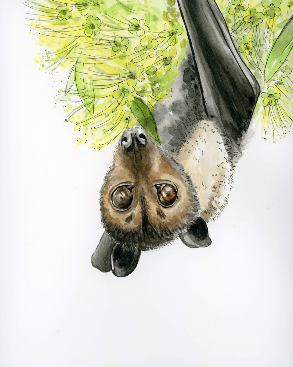 Happy #BatAppreciationDay ! 🦇 

Here is a watercolour of a spectacled #flyingfox in 🌸

Flying-foxes play a critical role in long-distance pollination and seed dispersal, keeping our forest ecosystems healthy &amp; diverse 🦇

Reference photo: Ari Ananda
