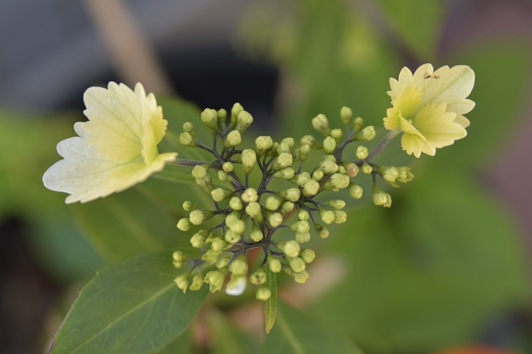 はた 冬アジサイ 紫陽花 冬紫陽花 冬アジサイ リハビリさんぽ 脳出血リハビリ 左半身麻痺 Japan 和歌山 端ノ丁公園 Nikond5500 T Co Wauxnmslxd Twitter