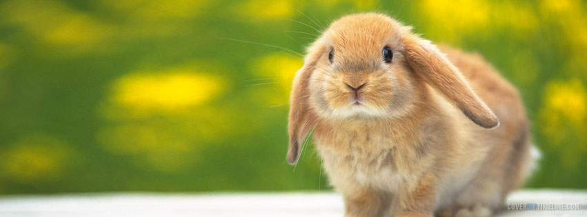 2FidgetyFeet's tweet photo. Happy Easter to all my Fidgety Families! https://t.co/fvRS99LnFa