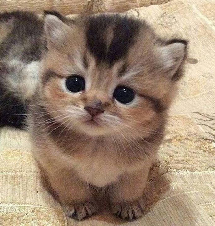 コインの窓口 tweet media