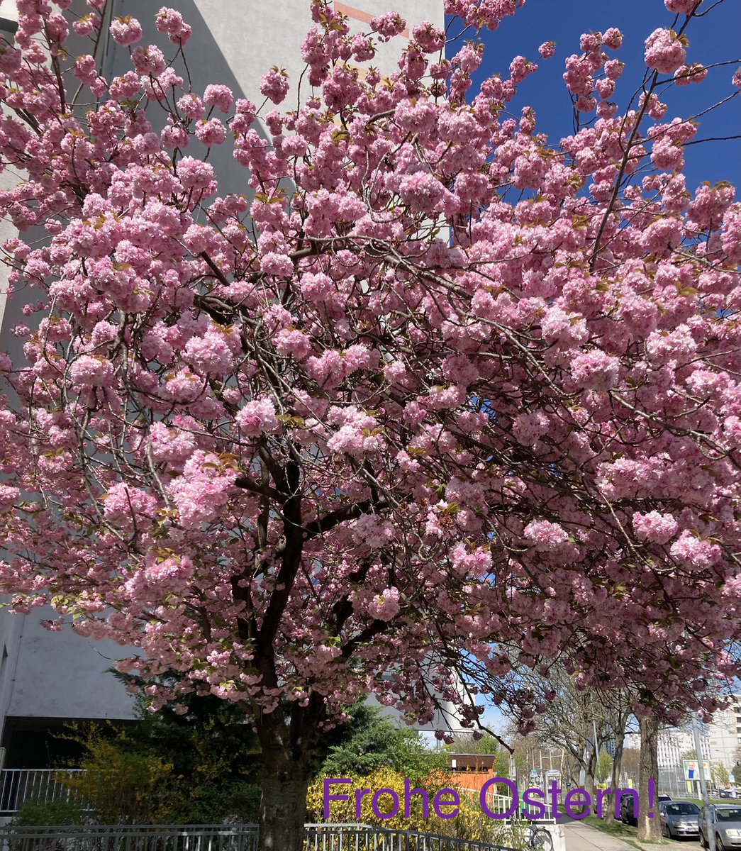 Ostern, Frühling und 🌞 und eine Blütenpracht direkt vor der Haustür! Frohe Ostern @ all! #donaustadt #wienliebe