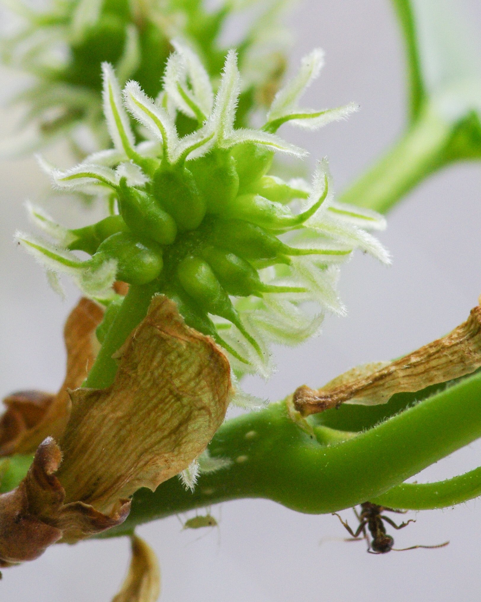 早川タダノリ Rt 6464 ベランダの桑 若葉が出てすぐ不思議な花が咲きました 本当にこれが花 なのか と思って検索したら桑の花言葉が出てきて 彼女の全てが好き ともに死のう 私はあなたを助けません あなたより生き延びる とのことです