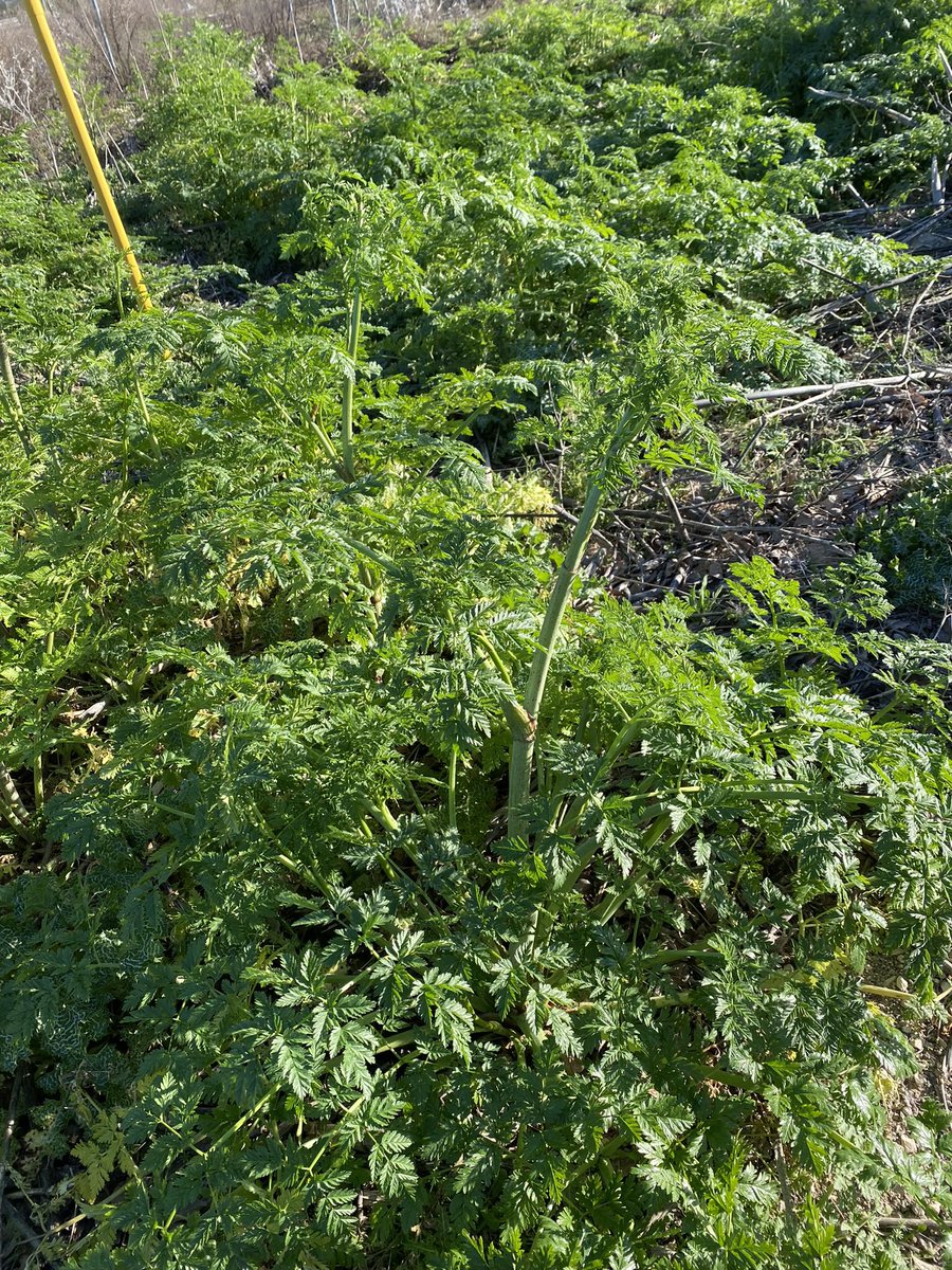 MUCHO CUIDADO. No se si conocéis esta planta, se llama CICUTA .Dando un paseo por Valdebebas ,hemos visto mucha CICUTA. ESTA PLANTA ES VENENOSA TANTO PARA  LOS HUMANOS COMO PARA  LOS ANIMALES.LA PLANTA CONTIENE ALCALOIDES DERIVADOS DE LA PIPERIDINA.