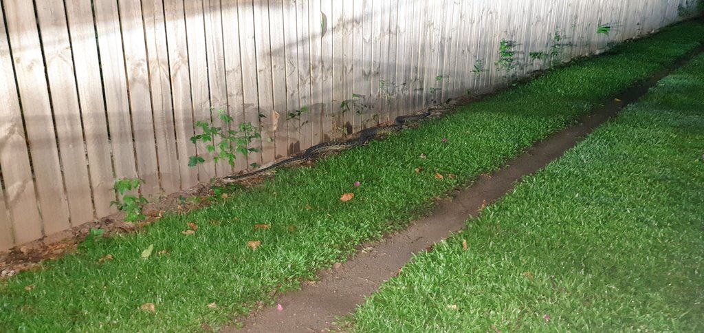 lilmisskristin's tweet photo. Happy Easter! This was waiting for us when we got home from family celebrations. #POstables #OnlyInAustralia @Eric_Mabius #scrubpython 
Don't worry, he's harmless, retreated, and we eventually were able to enter our yard to park the car. Snake catcher was called for advice. https://t.co/lW2eMaQZ9f
