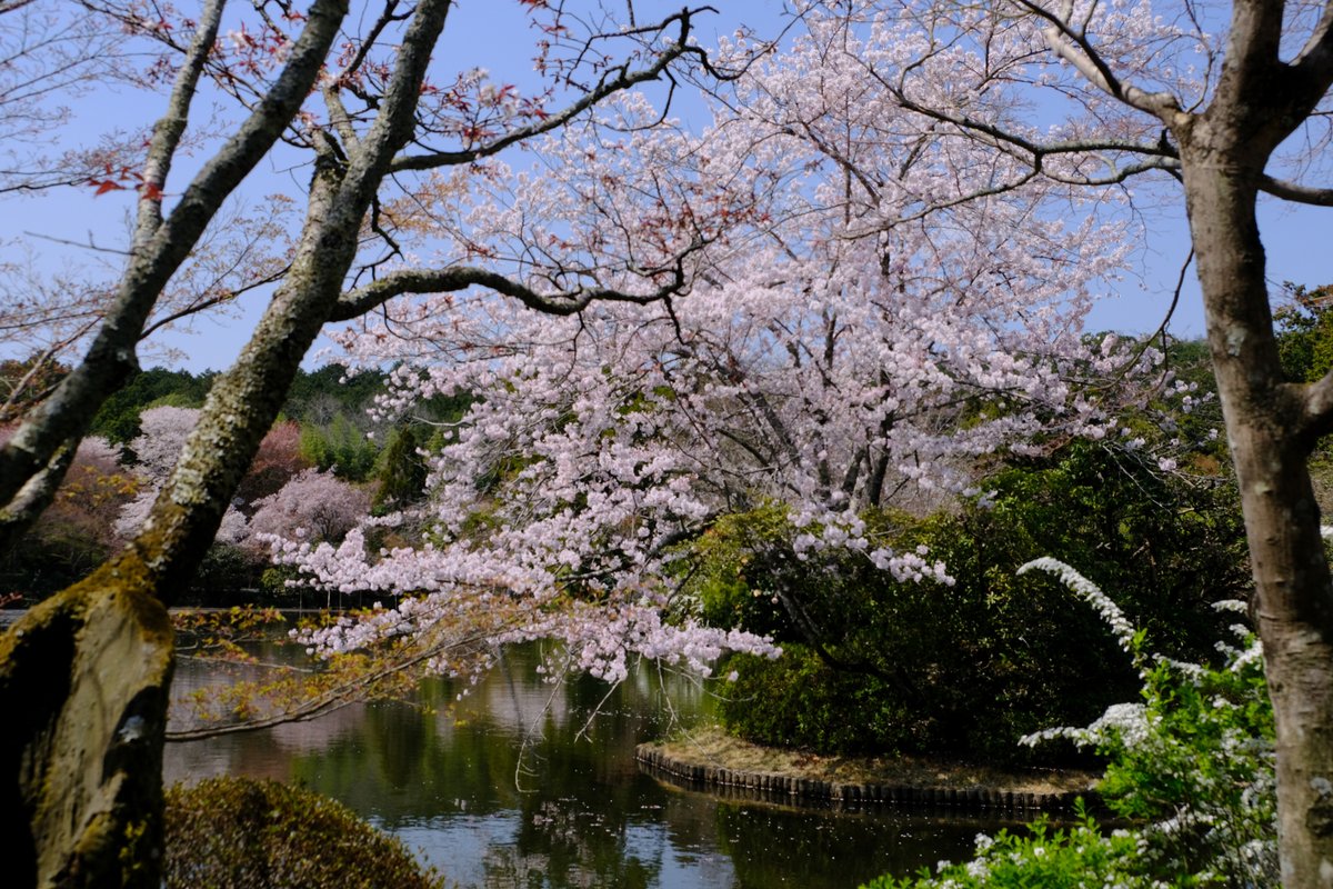 10 4/6 世界遺産の ＃龍安寺 で ＃桜 観賞 1．鏡容池の弁天島のソメイヨシノ ２．石庭にはソメイヨシノと枝垂れが ３．桜苑は枝垂れ等がいっぱい ４．龍安寺内の西源院（お食事処）のお庭を