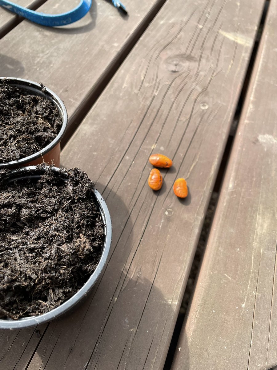 Happy Easter, quick picture of a busy buzzy bee, in our rosemary bush.